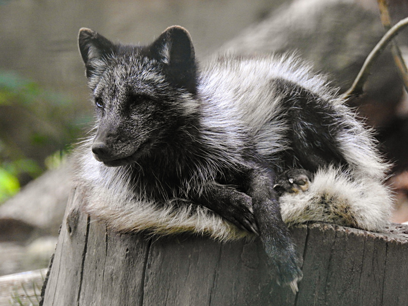 20210709 1500CPw [D~OS] Polarfuchs, Zoo Osnabrück