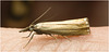 IMG 0188 Moth