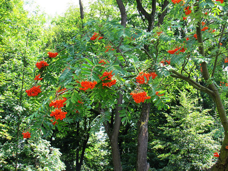 Jarzębina