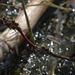 20140911 5172VRAw [NL] Libelle, Terschelling