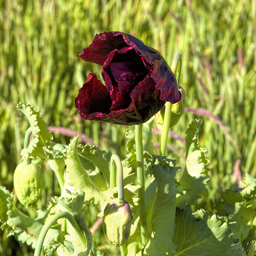 Opium Poppy - 4