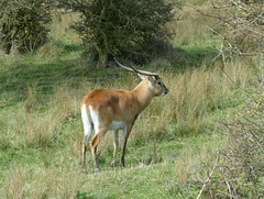 Port Lympne (9) - 17 March 2017