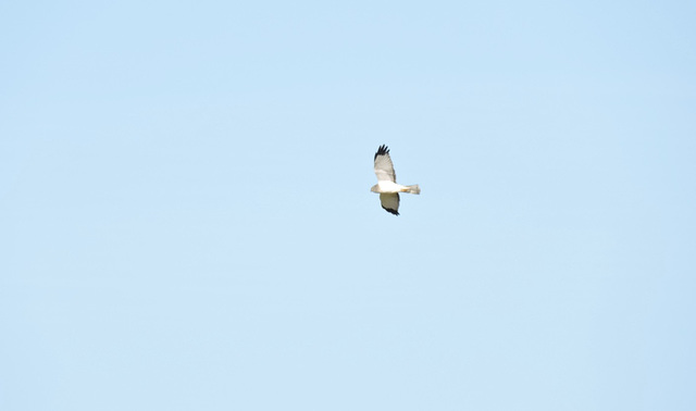 Northern Harrier