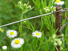 Fiori di prato