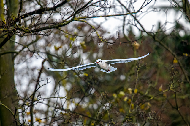 Gulll in flight