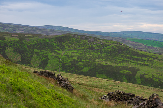 Out for a walk in Curlew Country