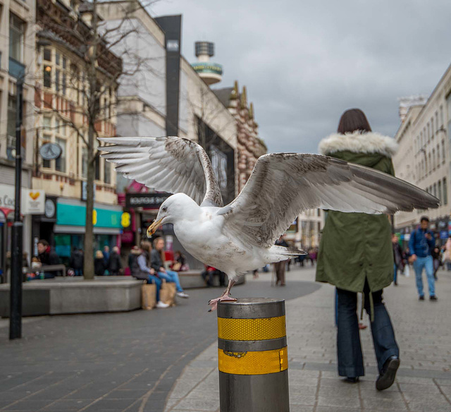 Seagull, Liverpool city centre
