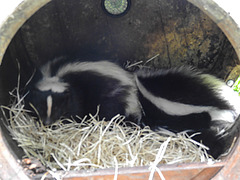 20210709 1503CPw [D~OS] Streifenskunk, Zoo Osnabrück