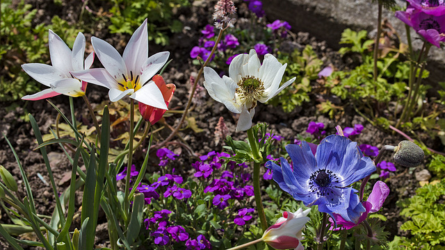 230408 Montreux fleurs