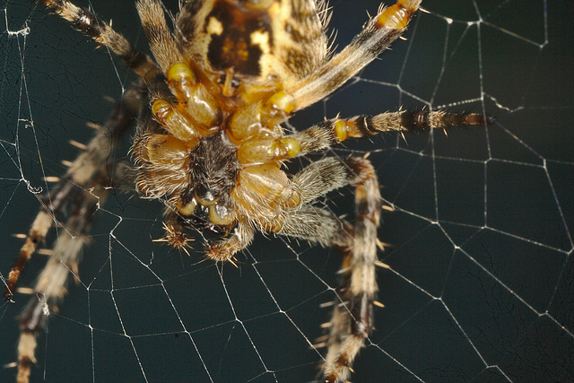 IMG 0075spidercloseup