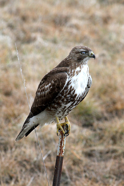 Red-tailed Hawk