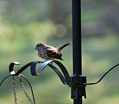 Baby House Finch