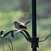 Baby House Finch