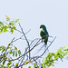 Orange-winged Parrot, Nariva Swamp afternoon