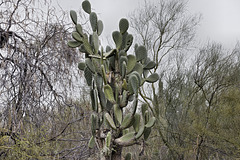 A Prickly Minuet – Desert Botanical Garden, Papago Park, Phoenix, Arizona