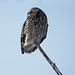 Short-eared Owl