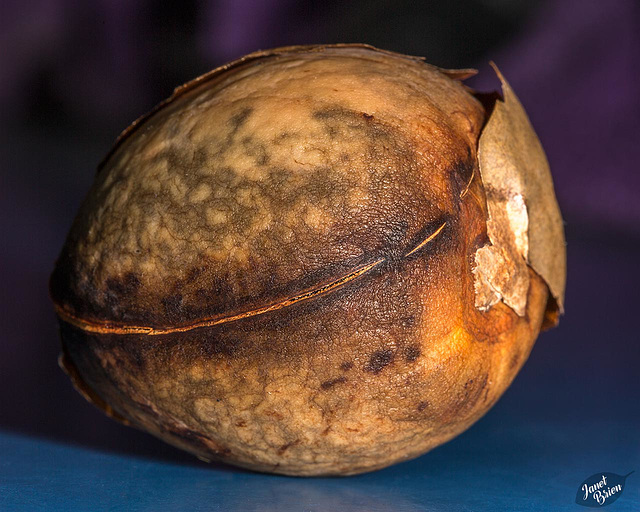 Pictures for Pam, Day 141: SSC: Seed from an Avocado