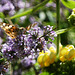 Vanessa Cardui