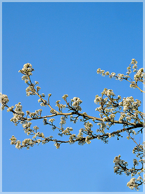 Prunus (cerisier d'ornement )