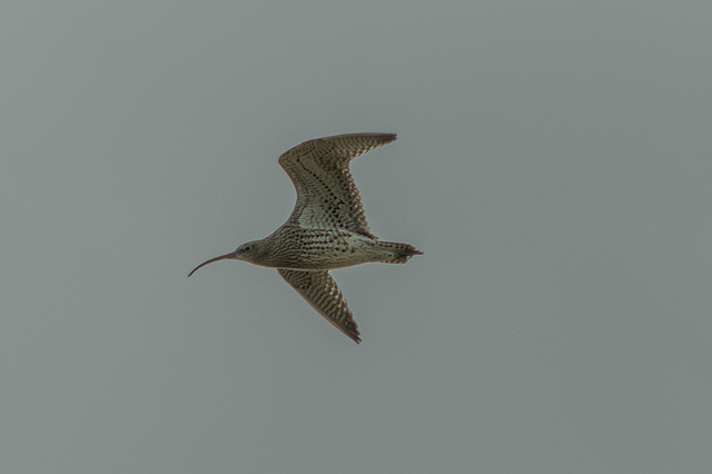 Curlew