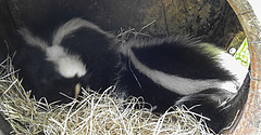 20210709 1504CPw [D~OS] Streifenskunk, Zoo Osnabrück