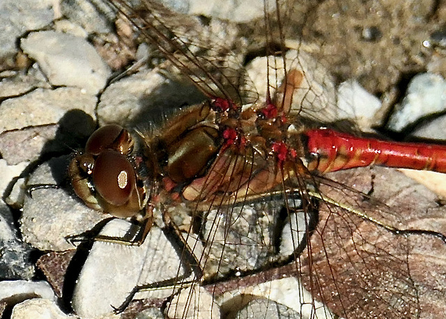 Libelle am Moorsee