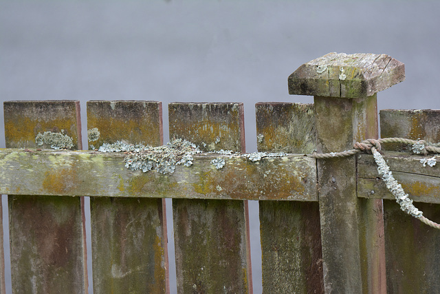 Wet NZ fence
