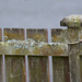 Wet NZ fence