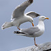 EOS R7 Peter Harriman 11 55 40 4773 04 herringGulls dpp EOS R7 Peter Harriman 11 55 40 4773 04 herringGulls dpp