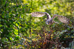 Lotte im Anflug