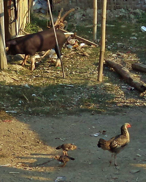 Burmese chooks