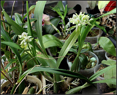 Prosthechea-Encyclia fragrans