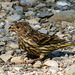 Pine Siskin