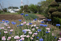 Cornflowers