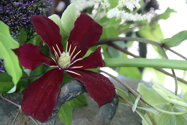 Scarlet Beauty