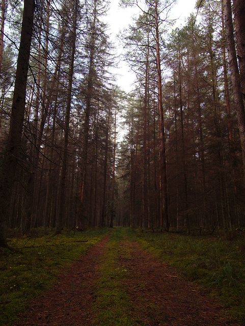 Białowieża