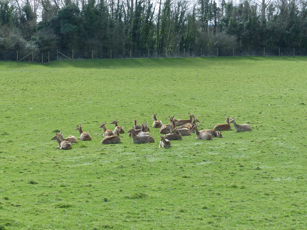 Port Lympne (10) - 17 March 2017