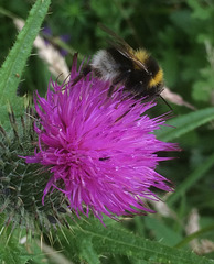 White-tailed Bumble Bee at work on a Scottish Thistle