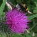 White-tailed Bumble Bee at work on a Scottish Thistle