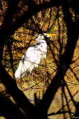 Grande Aigrette