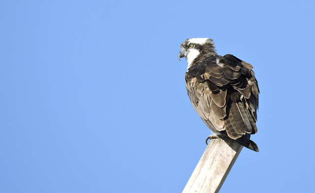 Osprey