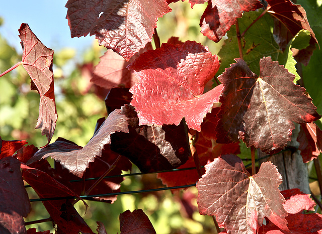 Herbstfarben