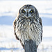 Short-eared Owl for Pam : )