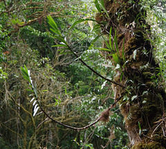 Epiphytic Orchid