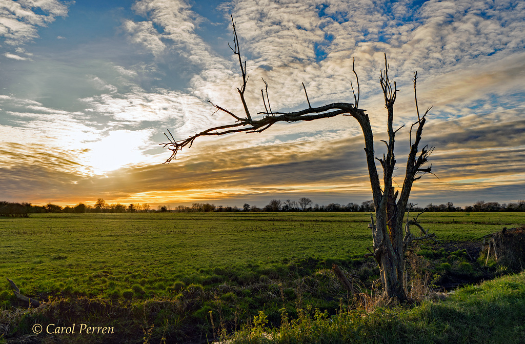 The Tree