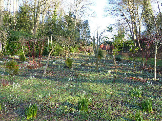 Painswick Rococo Garden (16) - 19 January 2020