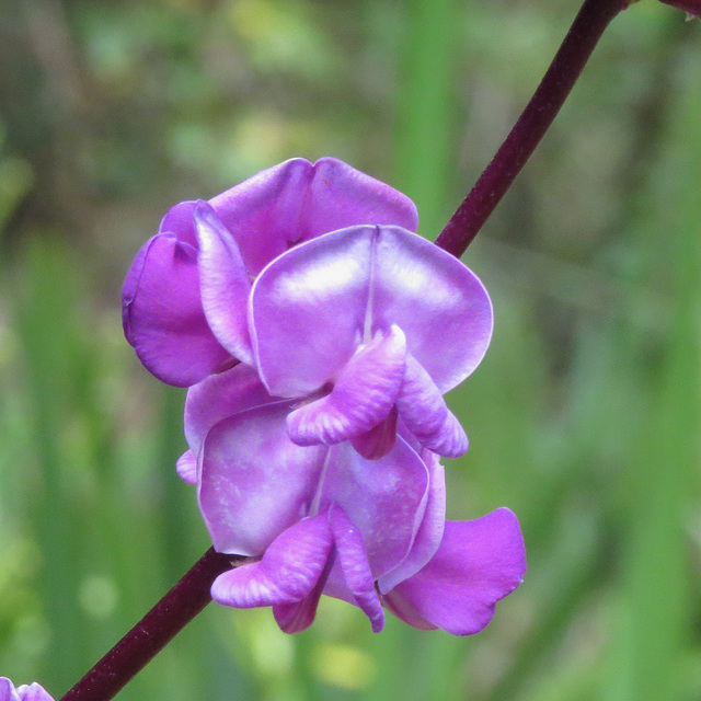 Lablab purpureus