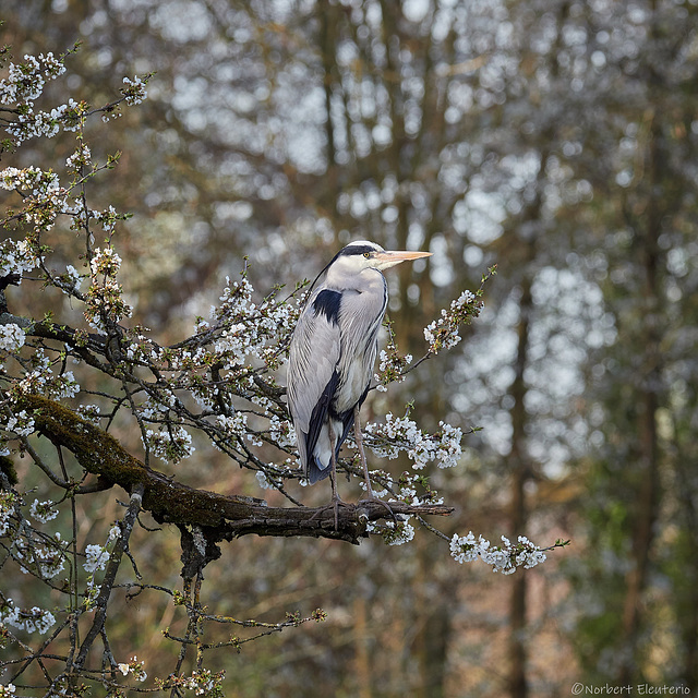 Heron - Sur son poste d'observation