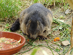 20210709 1505CPw [D~OS] Gelbbäuchiges Murmeltier (Marmota flaviventris), Zoo Osnabrück