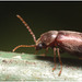 IMG 9655 Beetle